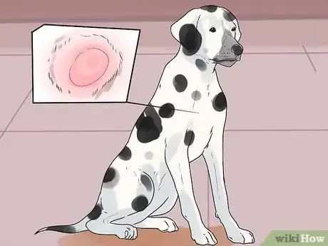 Imagen titulada Treat Hot Spots in Dogs Step 3