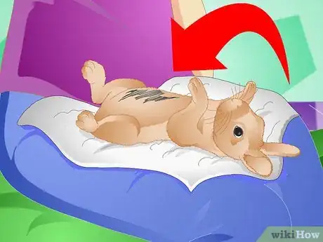 Imagen titulada Clean Your Rabbit Without Bathing It Step 5