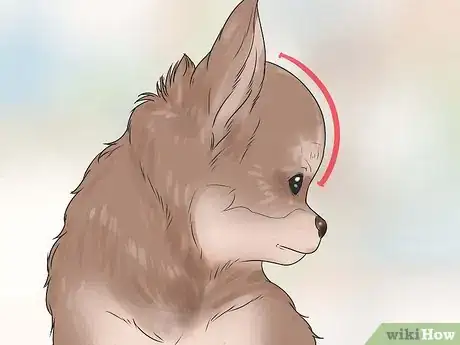 Imagen titulada Care for Your Chihuahua Step 22