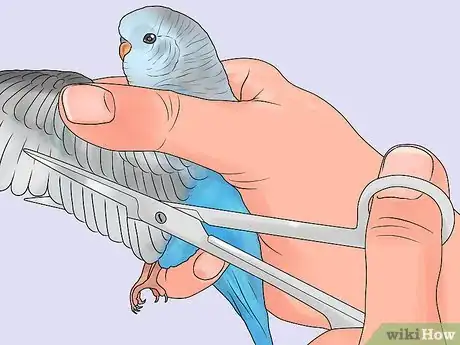 Imagen titulada Keep a Parakeet Groomed Step 6