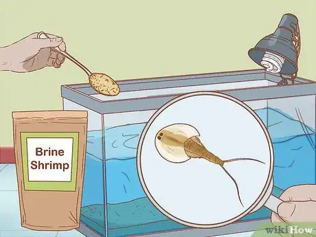 Imagen titulada Care for Triops Step 13