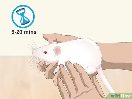 Imagen titulada Handle a Pet Rat Step 4