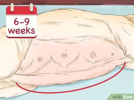 Imagen titulada Tell if a Dog Is Pregnant Step 4