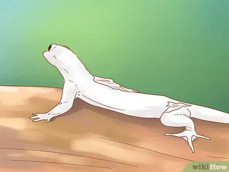 Imagen titulada Care for a House Gecko Step 11