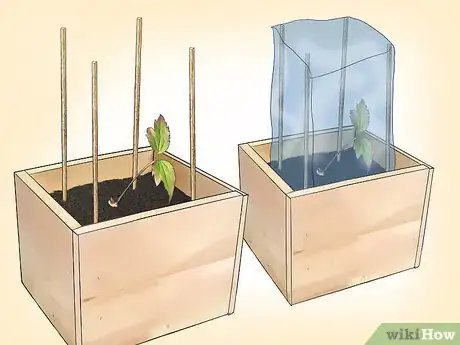 Imagen titulada Propagate Clematis Step 13