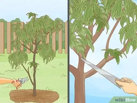 Imagen titulada Prune a Fruit Tree Step 9