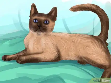 Imagen titulada Identify a Siamese Cat Step 2