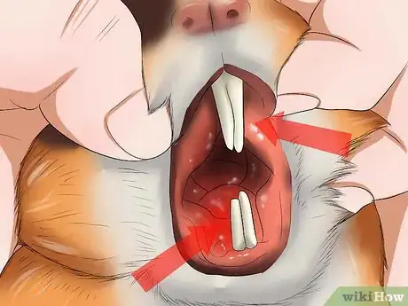 Imagen titulada Know if a Pet Guinea Pig Is Ill Step 9