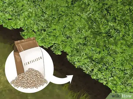 Imagen titulada Trim Evergreen Bushes Step 14