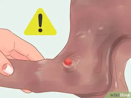 Imagen titulada Know When Your Dog is Sick Step 4