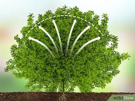 Imagen titulada Trim Evergreen Bushes Step 10
