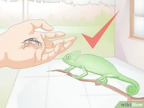 Imagen titulada Feed a Chameleon Step 5