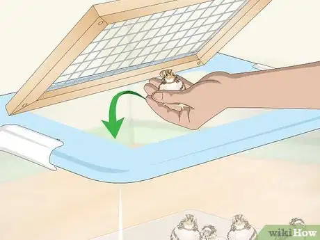 Imagen titulada Hatch Quail Chicks Step 14