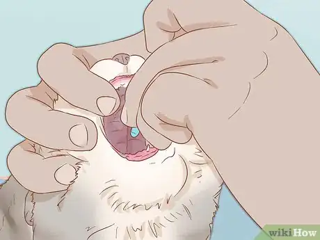 Imagen titulada Prevent Worms in Cats Step 13