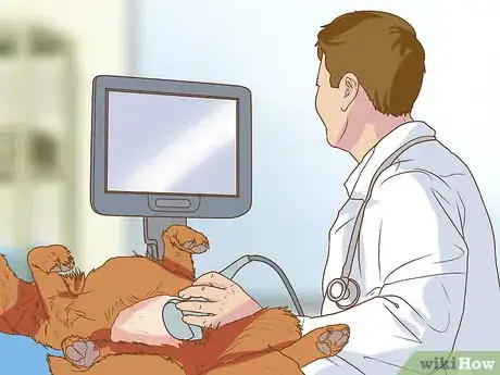 Imagen titulada Whelp and Raise a Premature Puppy Step 1