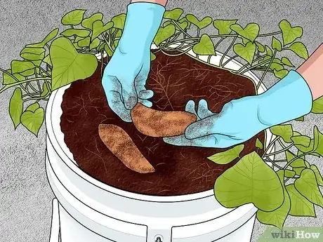 Imagen titulada Grow Sweet Potatoes in Containers Step 11