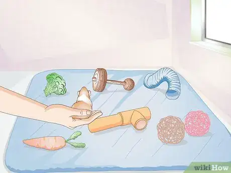Imagen titulada Exercise Your Guinea Pig Step 10