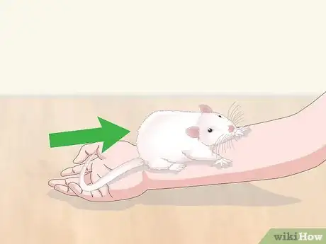 Imagen titulada Handle a Pet Rat Step 8