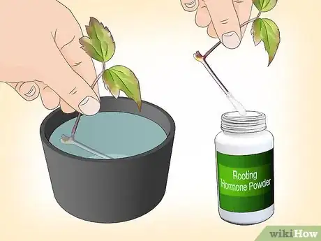 Imagen titulada Propagate Clematis Step 11