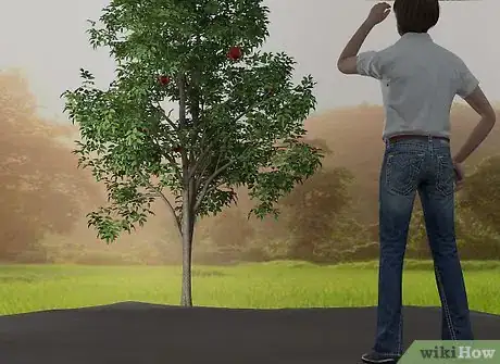 Imagen titulada Grow a Pomegranate Tree Step 3