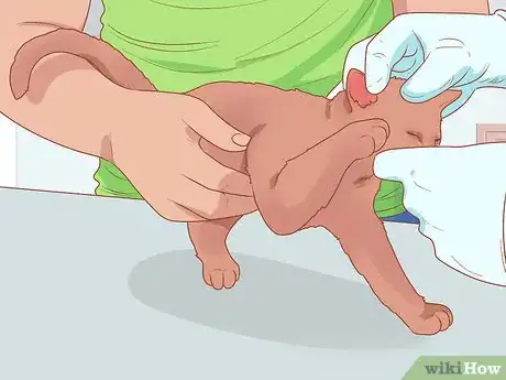 Imagen titulada Deworm a Kitten Step 1