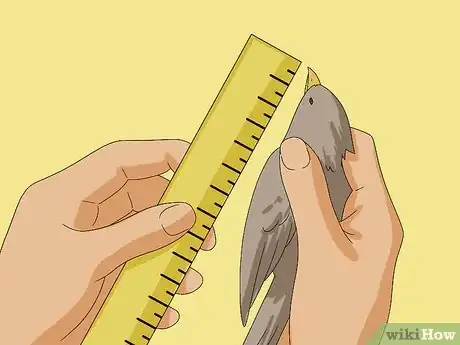 Imagen titulada Make a Bird Cage Step 1