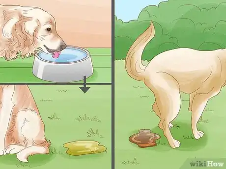 Imagen titulada Treat Skin Allergies in Golden Retrievers Step 12