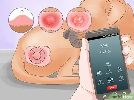 Imagen titulada Detect Skin Cancer in Dogs Step 3