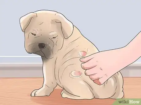 Imagen titulada Treat Hot Spots in Dogs Step 4