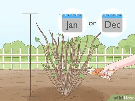 Imagen titulada Care for a Purple Flower Potato Bush Step 15