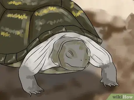 Imagen titulada Care for Your Box Turtle Step 12