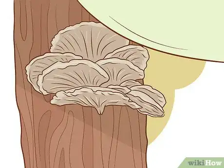 Imagen titulada Grow Edible Mushrooms Step 15