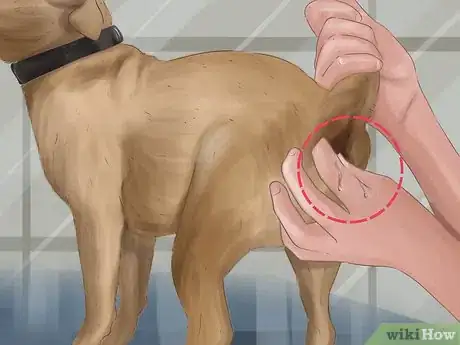 Imagen titulada Express a Dog's Anal Gland Step 12