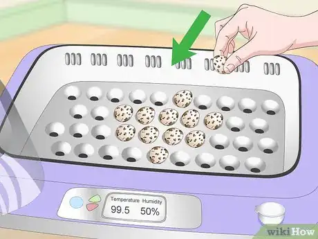 Imagen titulada Hatch Quail Chicks Step 8