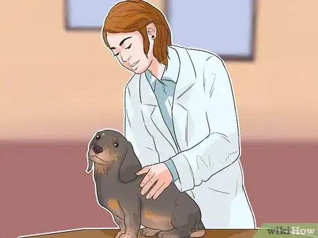 Imagen titulada Treat Back Problems in Dachshunds Step 9