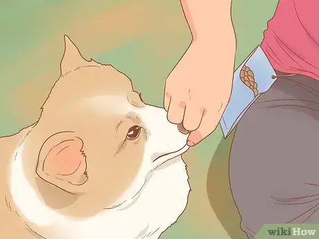 Imagen titulada Travel by Car with Your Dog Step 15