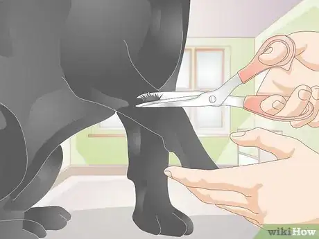 Imagen titulada Take a Dog's Blood Pressure Step 6