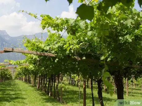 Imagen titulada Start a Vineyard Step 9