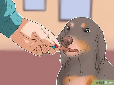 Imagen titulada Treat Back Problems in Dachshunds Step 8