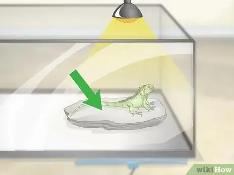 Imagen titulada Care for an Iguana Step 4