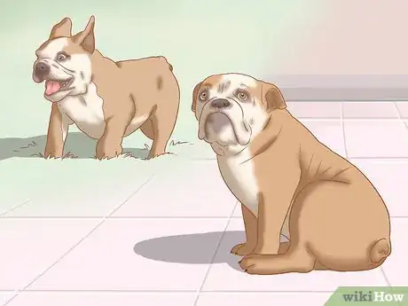 Imagen titulada Identify an English Bulldog Step 8