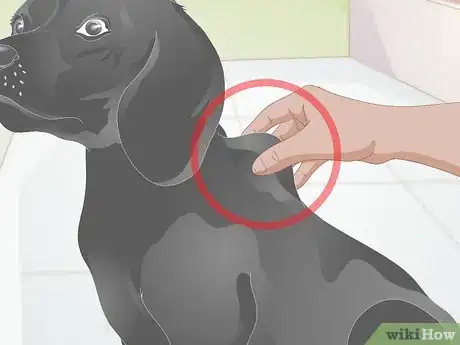 Imagen titulada Care for Dogs with Distemper Step 6