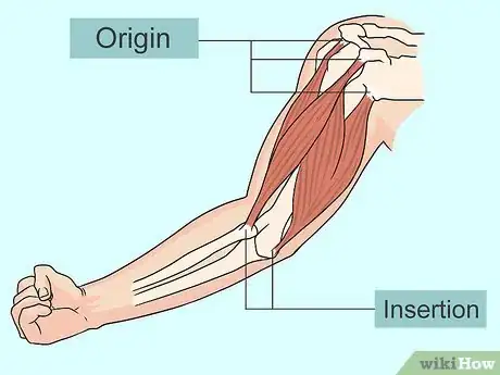 Imagen titulada Study Muscle Anatomy Step 3
