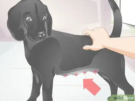 Imagen titulada Diagnose Mastitis in Dogs Step 1