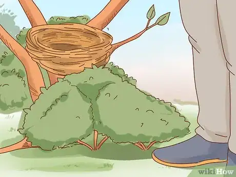 Imagen titulada Identify Baby Birds Step 10
