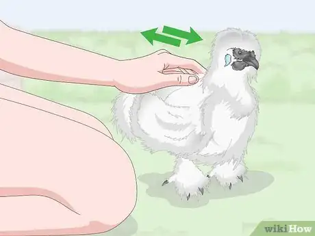 Imagen titulada Pet a Chicken Step 9
