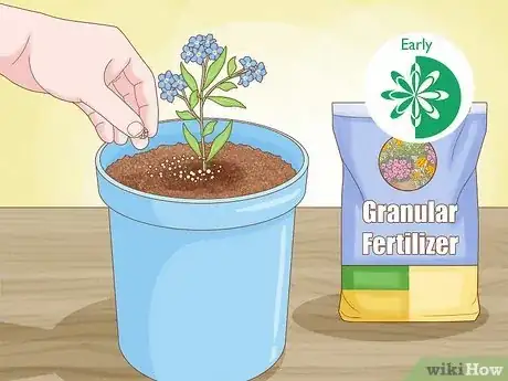 Imagen titulada Plant Forget Me Not Seeds Step 11