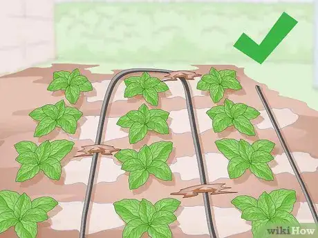 Imagen titulada Keep Soil Moist Step 12