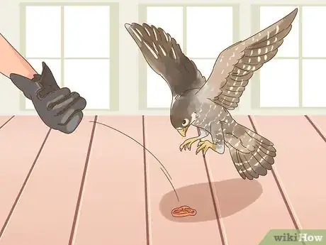 Imagen titulada Train Your First Falcon Step 4