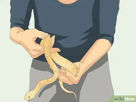 Imagen titulada Hold a Snake Step 10